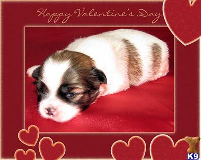 Puppies in KY